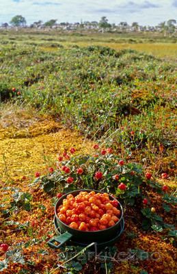 KA 99 04 0041 / Rubus chamaemorus / Molte